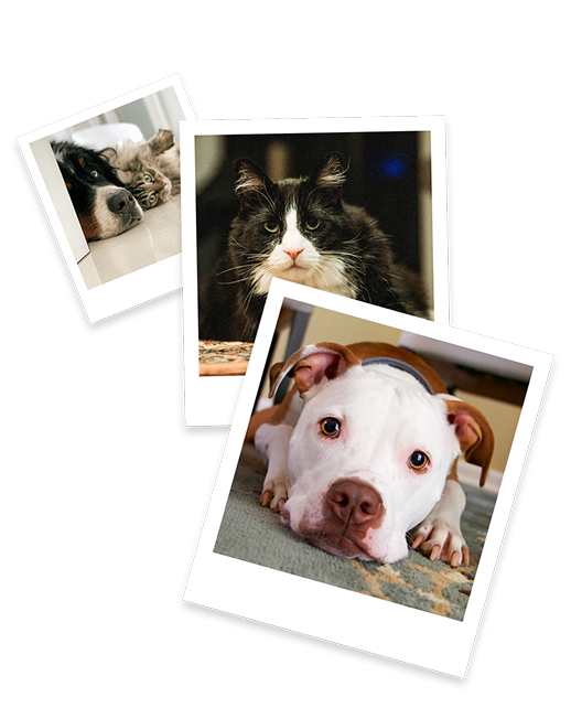 Roborock Qrevo Edge 系列